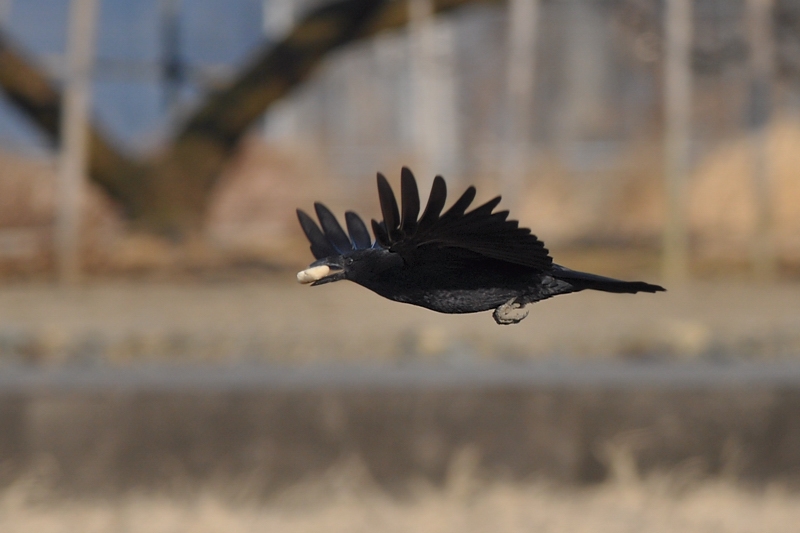 鳥さん１２種_f0053272_222022.jpg