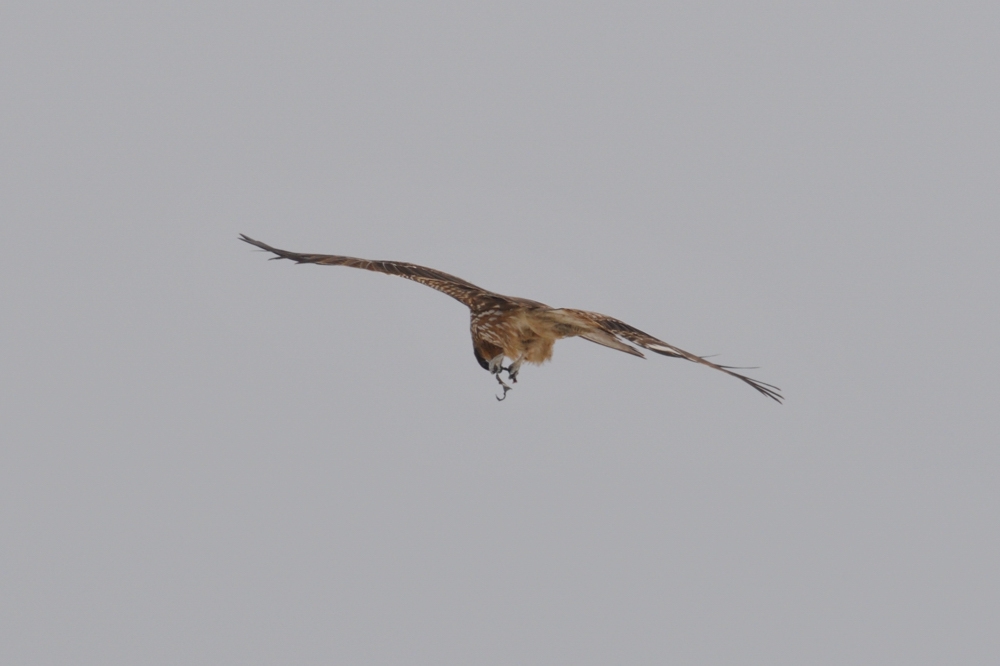 鳥さん12種_f0053272_22244423.jpg
