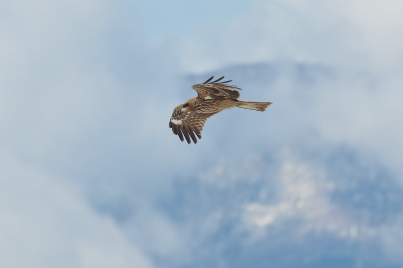 鳥さん12種_f0053272_22294438.jpg
