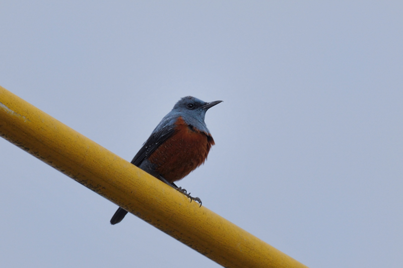 鳥さん12種_f0053272_2233026.jpg