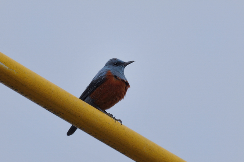 鳥さん１２種_f0053272_2233026.jpg