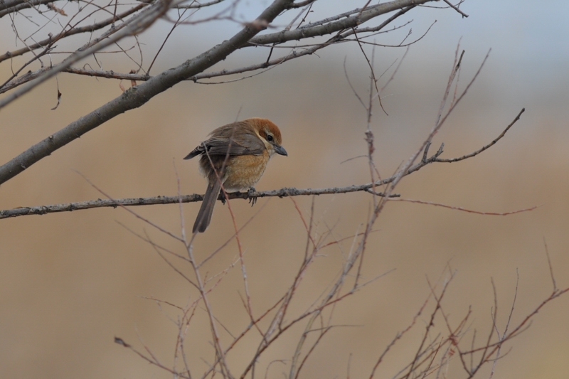 鳥さん12種_f0053272_2235240.jpg