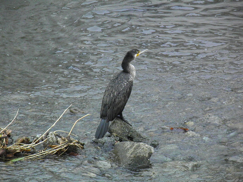 カワウ（川鵜）_e0086880_18503664.jpg