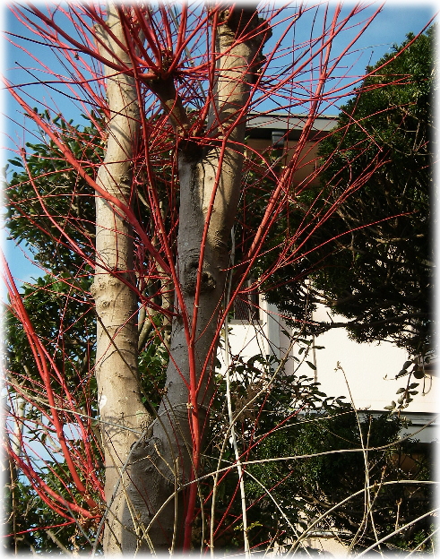 枝が赤い木 Anriの日記