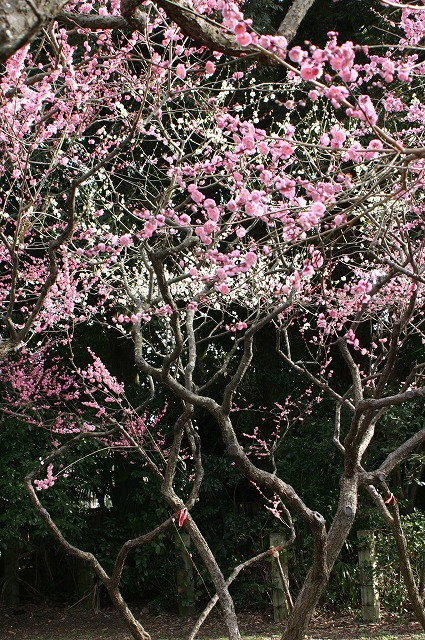 e0061694_4381415.jpg
