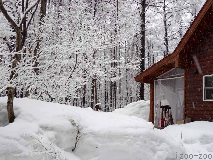 3月は雪降りで始まる_c0223095_17452880.jpg