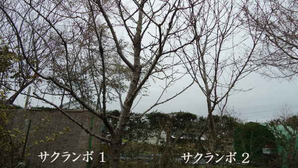 d0122497_11124331.jpg