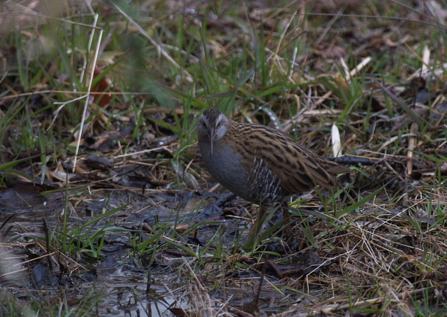 Ｍ公園の野鳥たち_f0196803_18313740.jpg