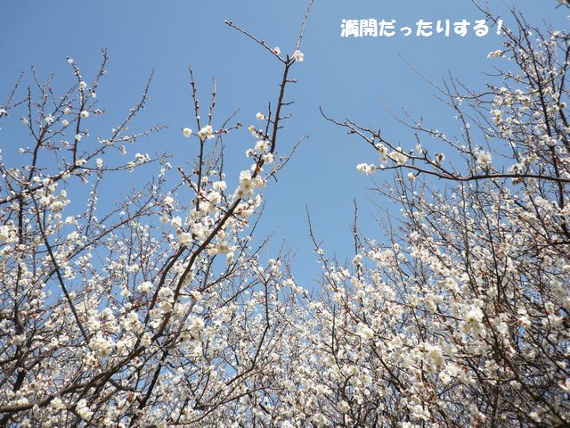 e0094407_2340531.jpg