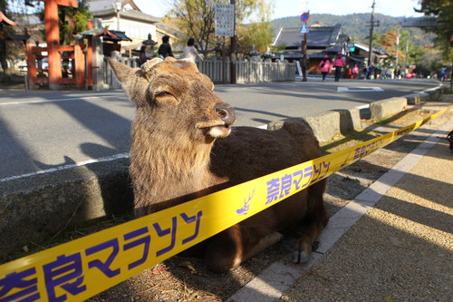 焼肉 隆 と 奈良マラソン-運動後に消費カロリー以上摂取注意-_a0194908_19574282.jpg