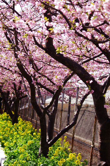 三浦海岸駅を降りて　　　河津桜　１_b0151409_23101682.jpg