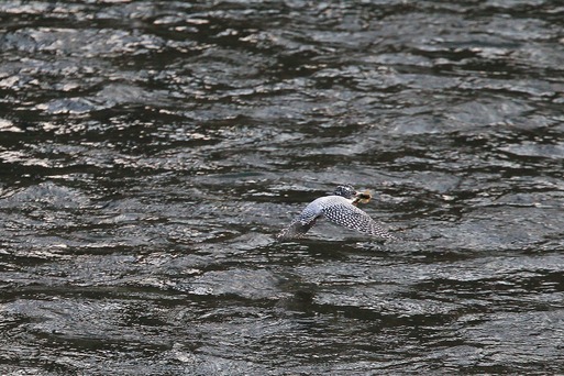 2011　03　02　ヤマセミ　パートⅡ_d0127815_9541257.jpg