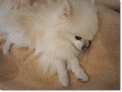 b0167519_10444179.gif