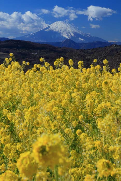 富士山と菜の花_b0071622_1630548.jpg