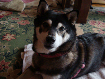 f0232522_103212.gif