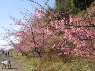 藤枝市 下之郷パレス_b0208246_11302378.jpg