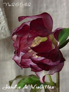 e0118257_16403036.jpg