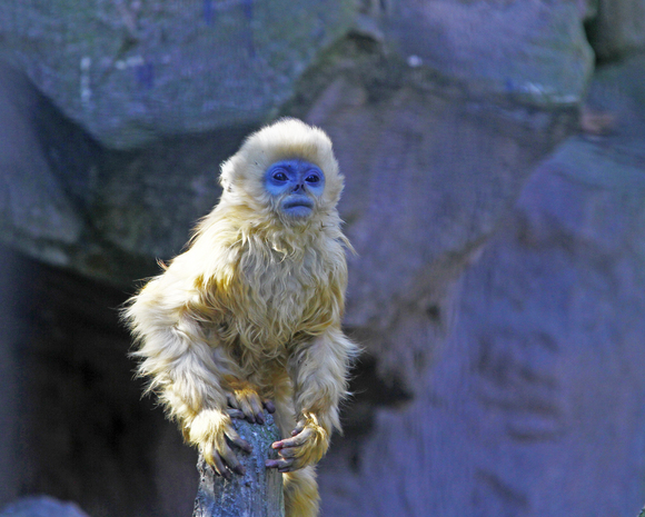 上海動物園　其の4　モンキーマジック_b0207658_14135440.jpg