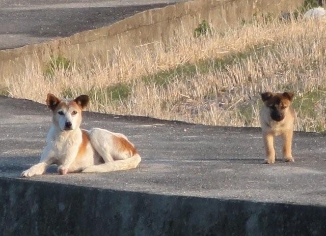 Stray dogs_c0157558_10101130.jpg