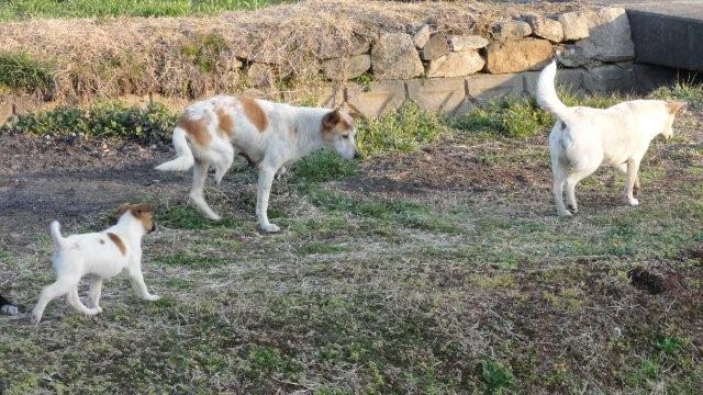 Stray dogs_c0157558_107506.jpg