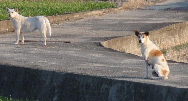 Stray dogs_c0157558_1082824.jpg