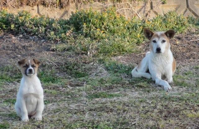 Stray dogs_c0157558_108510.jpg