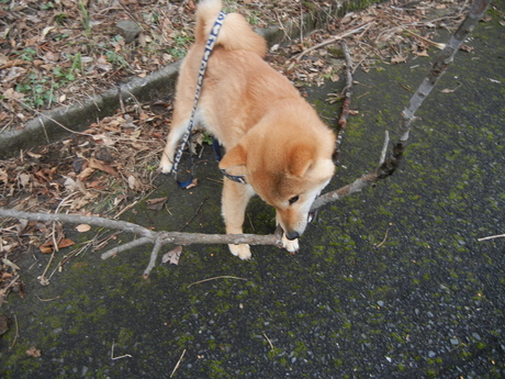 ２０１１年３月２日（水）３月なのに・・・寒い！_f0060461_19395362.jpg