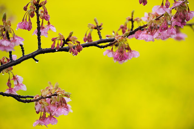 伊豆 下賀茂の菜の花畑_f0222161_953363.jpg