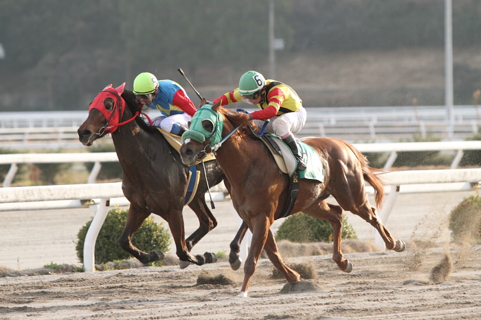 2011年2月26日（土） 高知競馬 3R 緊急特別企画 Tosa-Bingo騎手交流 第2戦 C2-2選抜馬_a0077663_592283.jpg