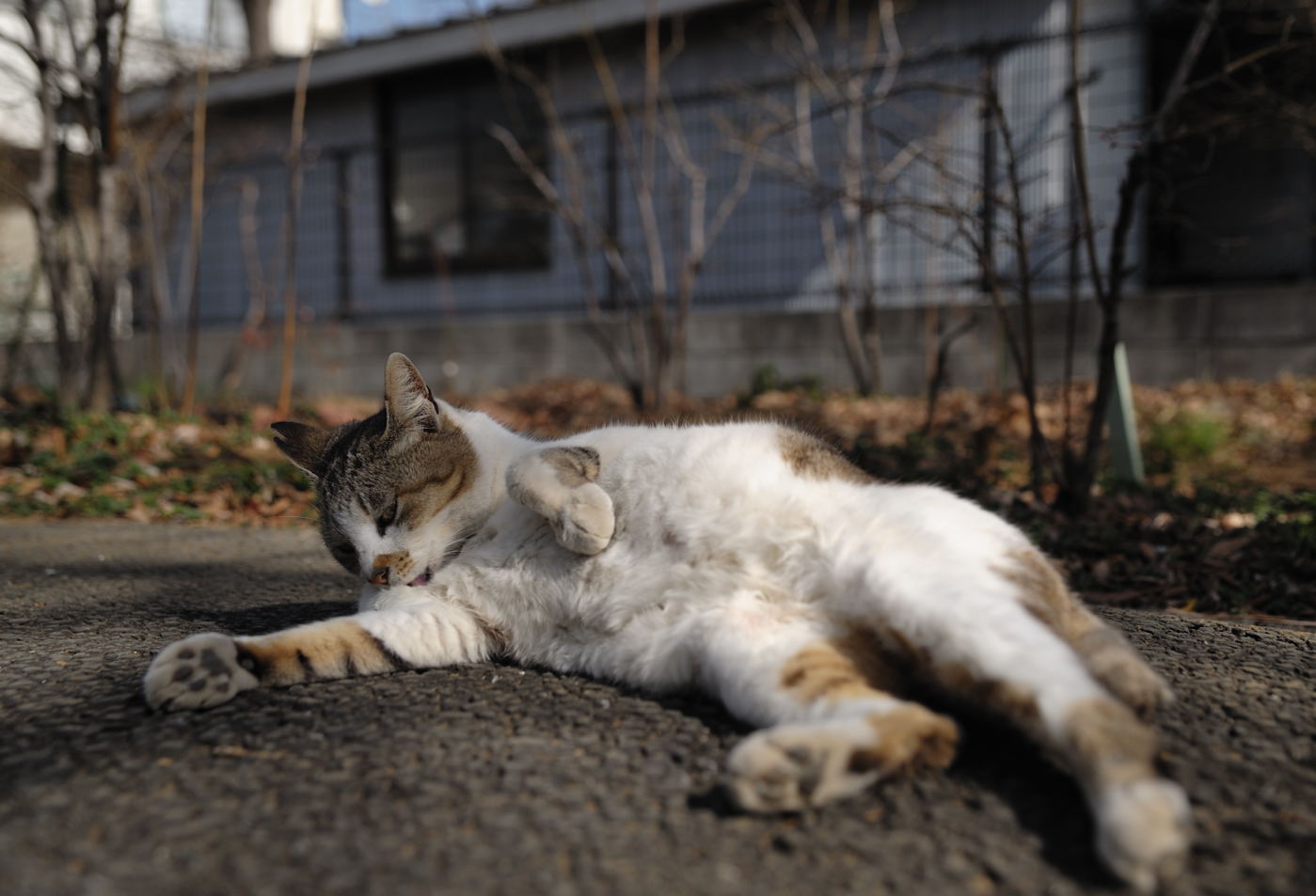 花粉様到来かぁ・・・_f0011273_23264942.jpg