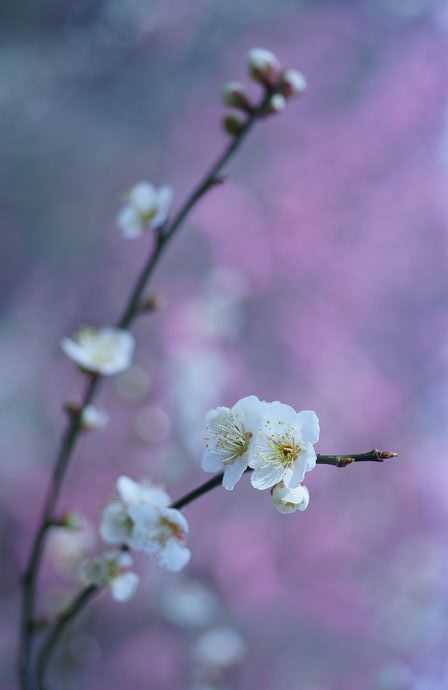 淡い春③　Carl Zeiss Planar T* 1.4/50ZS　VS FA４３ｍｍｆ１．９Limited_e0152576_2123421.jpg