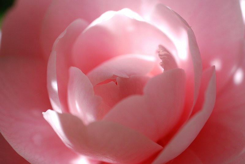 c0187781_11421442.jpg