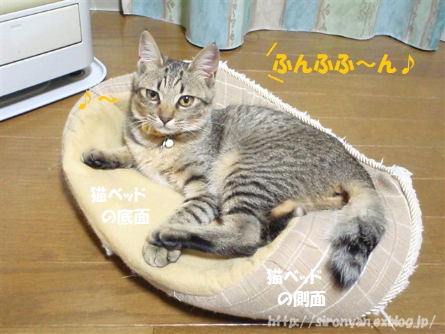 変形猫ベッドの取り合い_a0159490_14395962.jpg