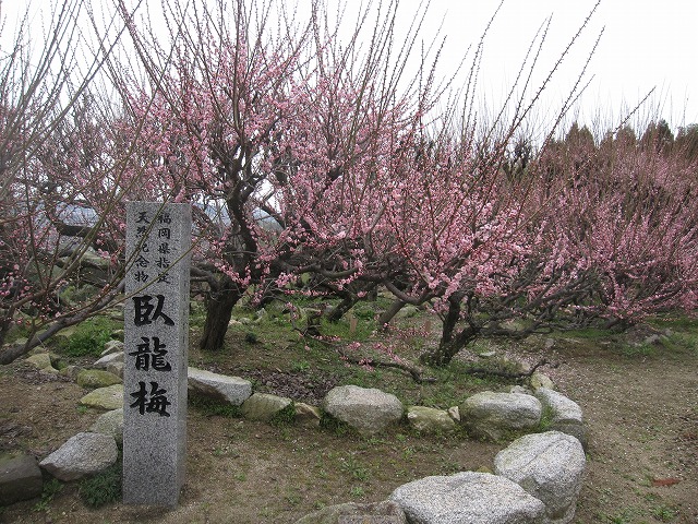 臥龍梅の里・大牟田市普光寺（千寿の楽しい日々）_a0137997_922234.jpg