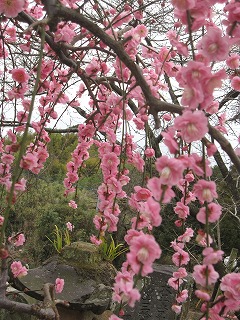 臥龍梅の里・大牟田市普光寺（千寿の楽しい日々）_a0137997_9285941.jpg