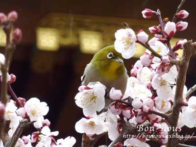 湯島天神〜梅まちゅり〜_d0128697_20394697.jpg