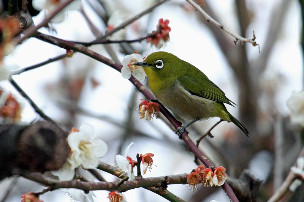 髭のないウメジロウ_b0024798_631493.jpg