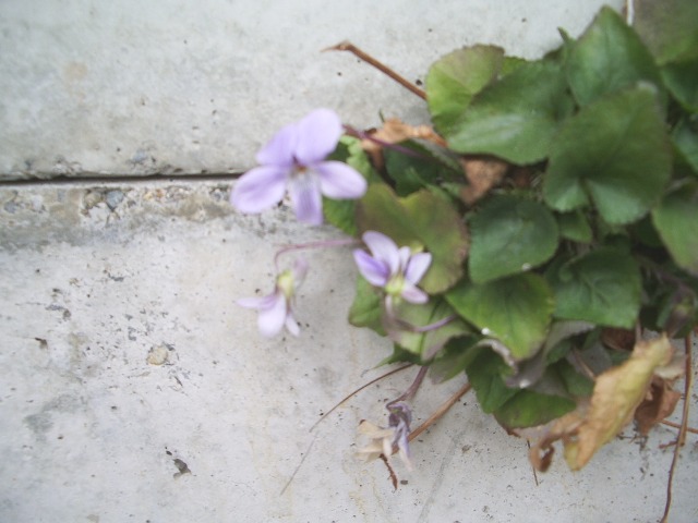 e0025300_18411727.jpg