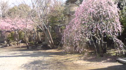 梅は咲いたか桜は……_c0202101_032260.jpg