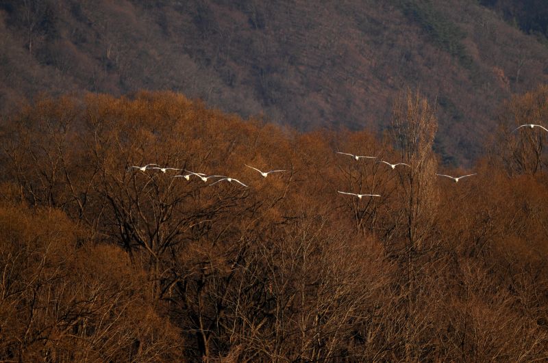 白鳥湖に戻って来る白鳥たち_e0103903_2142243.jpg