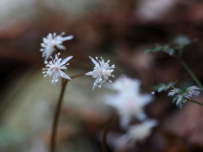 季節の花達_c0031909_21254844.jpg