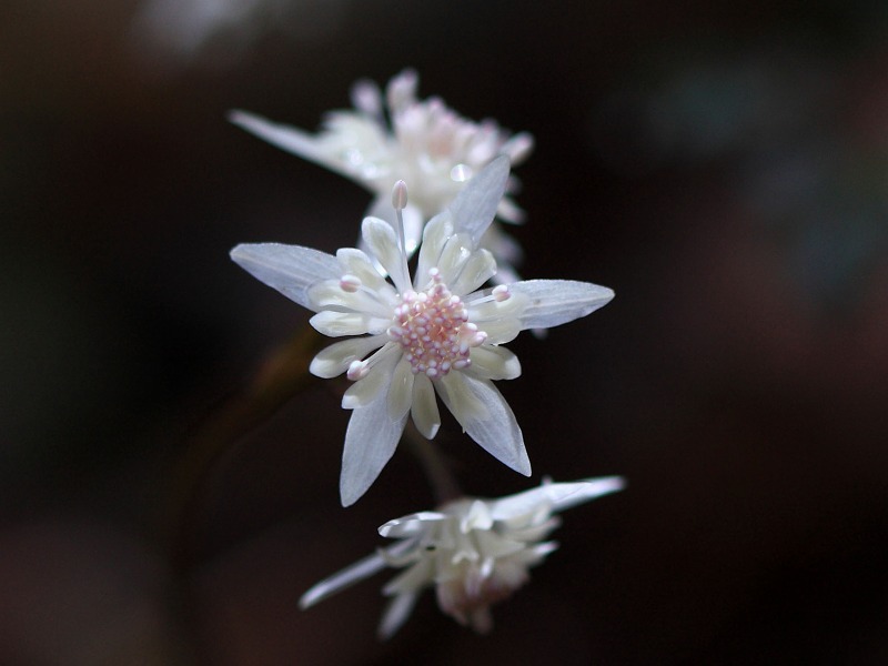 季節の花達_c0031909_21262047.jpg