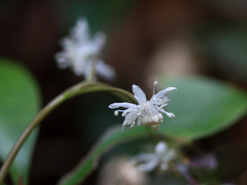 季節の花達_c0031909_212733.jpg