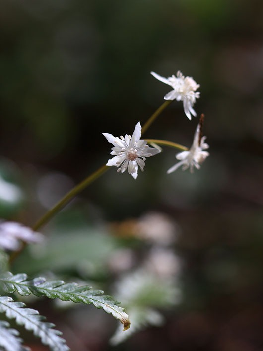 季節の花達_c0031909_21302923.jpg