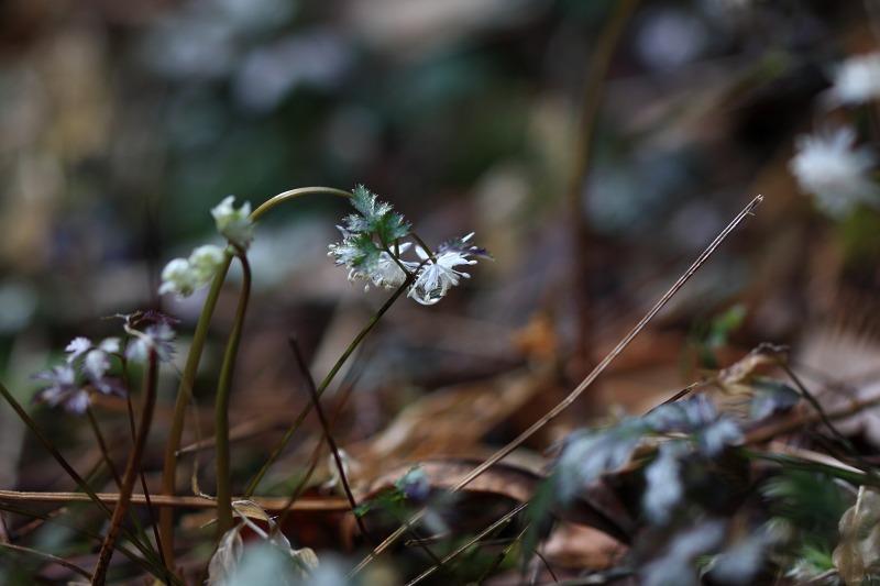 季節の花達_c0031909_21322582.jpg