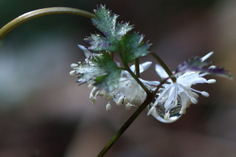 季節の花達_c0031909_2133157.jpg