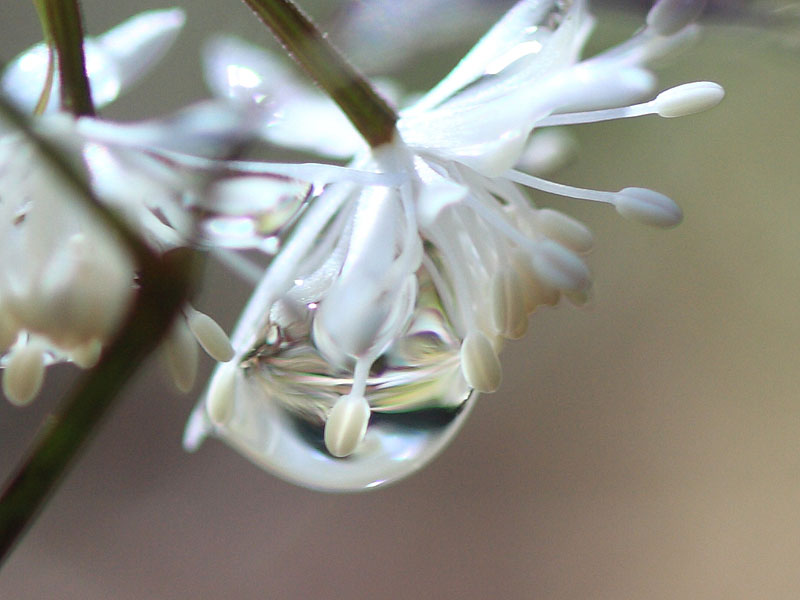 季節の花達_c0031909_2133980.jpg