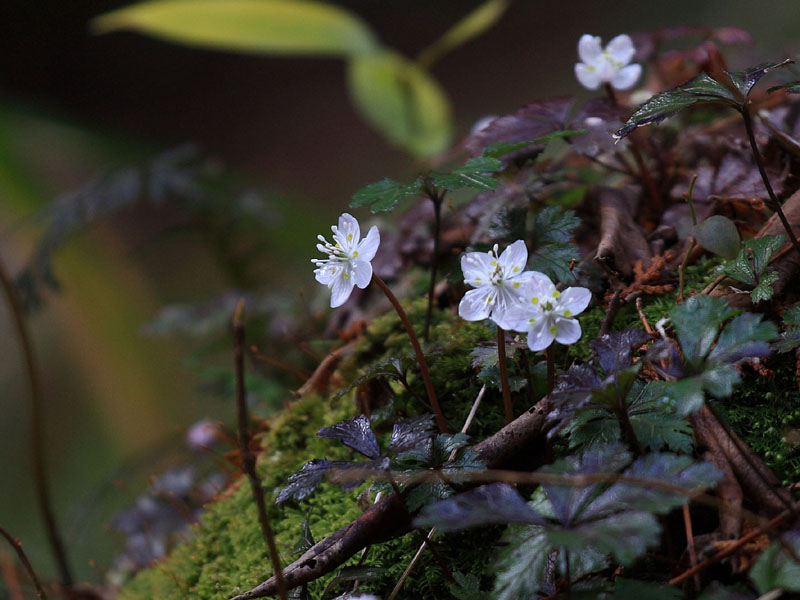 季節の花達_c0031909_21342554.jpg