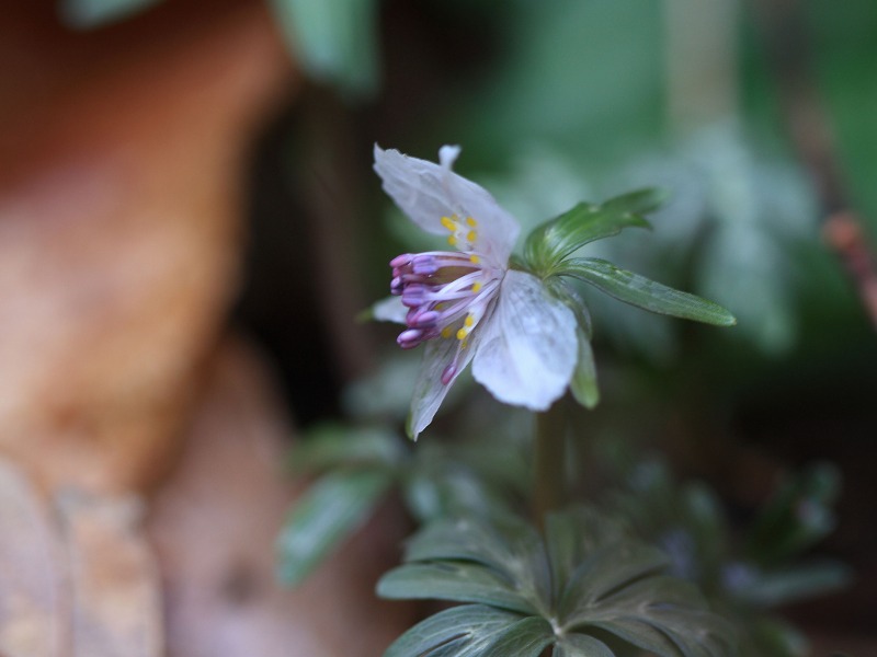 季節の花達_c0031909_21383721.jpg