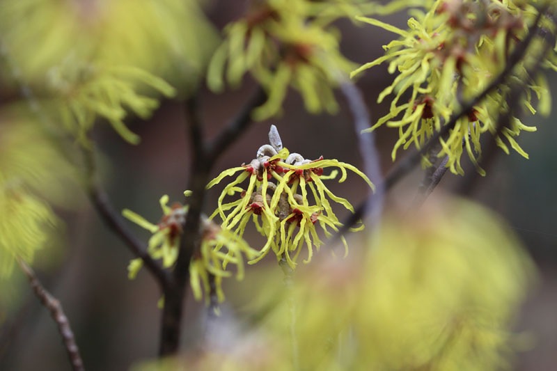 季節の花達_c0031909_2144385.jpg